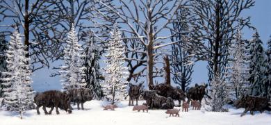 Wild Boars (Wild swine) 