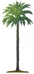 Date palm 