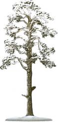 Kiefer (Winter) 
