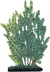 Salweide (Strauch) 