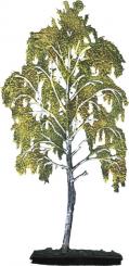 Birch - Silver Birch 