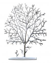 Kirschbaum (Winter) 