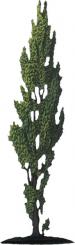 Poplar 