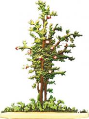 Rosenstrauch 