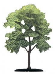 Tilia 