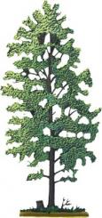 Alder 