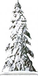 Spruce. Winter 
