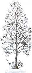 Black alder 