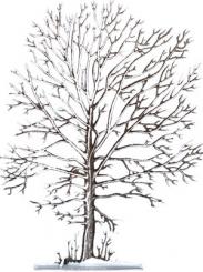 White beech 