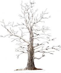 Oak 