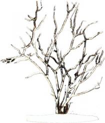 Hazel bush 