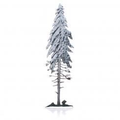 Spruce, winter 