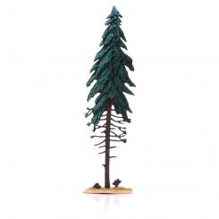 Spruce, summer 