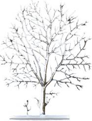 cherry tree 