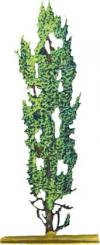Black poplar 