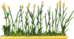 Reed, cattail 