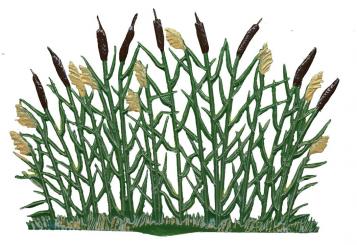 Standing Cattails 