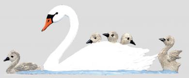 Swan Family 