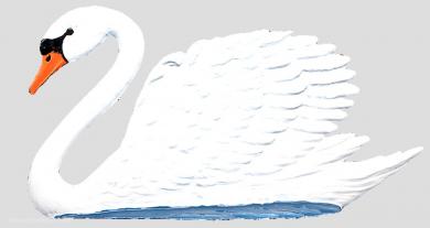 Swan 