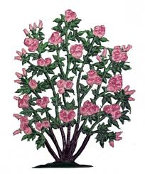 Rosenbusch 