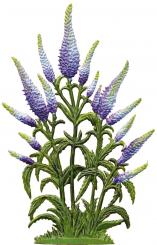 Veronica spicata (spiked speedwell) 