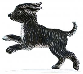 Petit chien (chiot) "Pema 