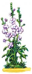 Plante à fleurs 