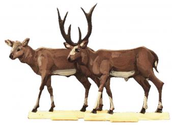 Arche: Hirsch-Paar 