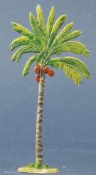 Coconut palm 