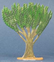 Euphorbia candelabrum -Candelabra tree- 
