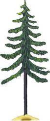 Fir or spruce 
