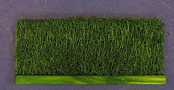 Hecke (Luffa) hoch 