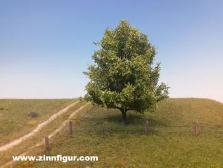 Linde - Sommer 