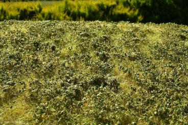 Low Bushes - Late Summer - MINIPACK 