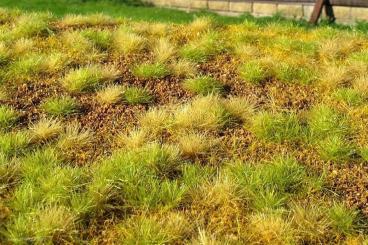 Steppe unwatered (late summer) 