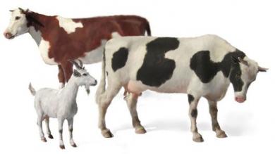 Domestic Animals 
