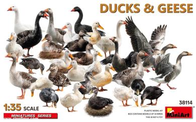 Canards et oies 