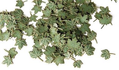 Green maple leaves 