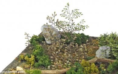 Set de plantes C 