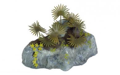 Plantes de la jungle B 