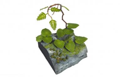 Plantes de la jungle C 
