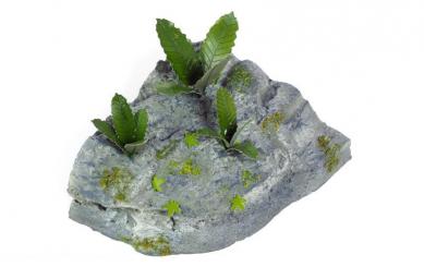 Plantes de la jungle E 