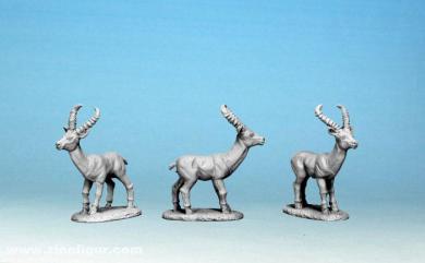 Antelopes 