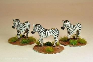 Zebras 
