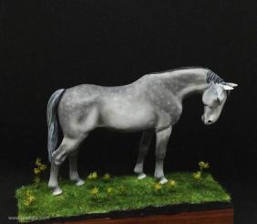 Cheval célibataire 