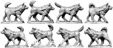 Chiens de traîneau Husky 