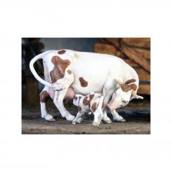Cow with calf 