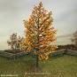 morepic-2
