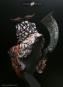 morepic-4