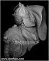 morepic-8